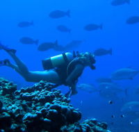 Aquatic Adventures Courses - Education Perth