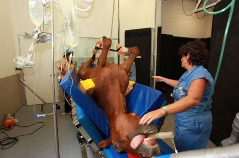 Pacific Vetcare - Education Perth 6