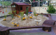 Hopscotch Boambee Childcare/Preschool - thumb 3