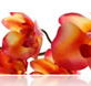 Sydney College of Skin Care - Education Perth